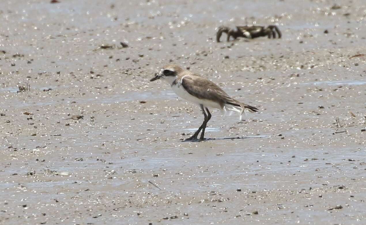 Image of Lesser Sand Plover