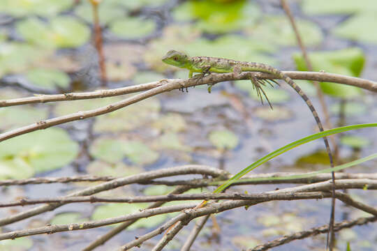 Image of Green Basilisk