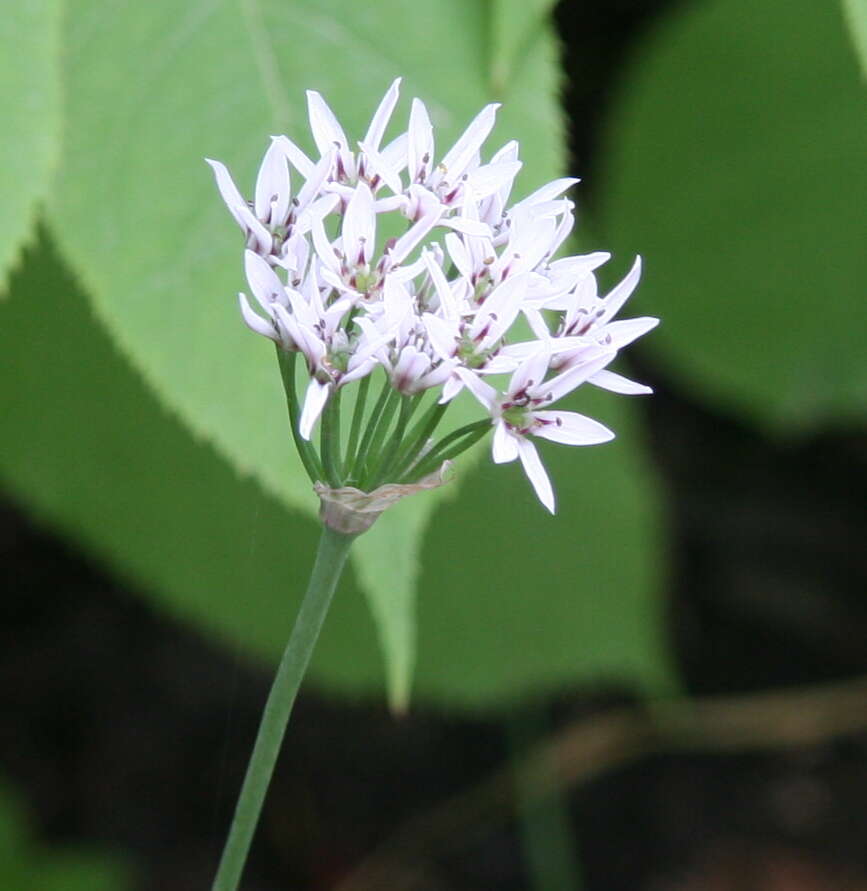 Image of Allium ramosun