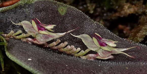 Image of Lepanthes tomentosa Luer