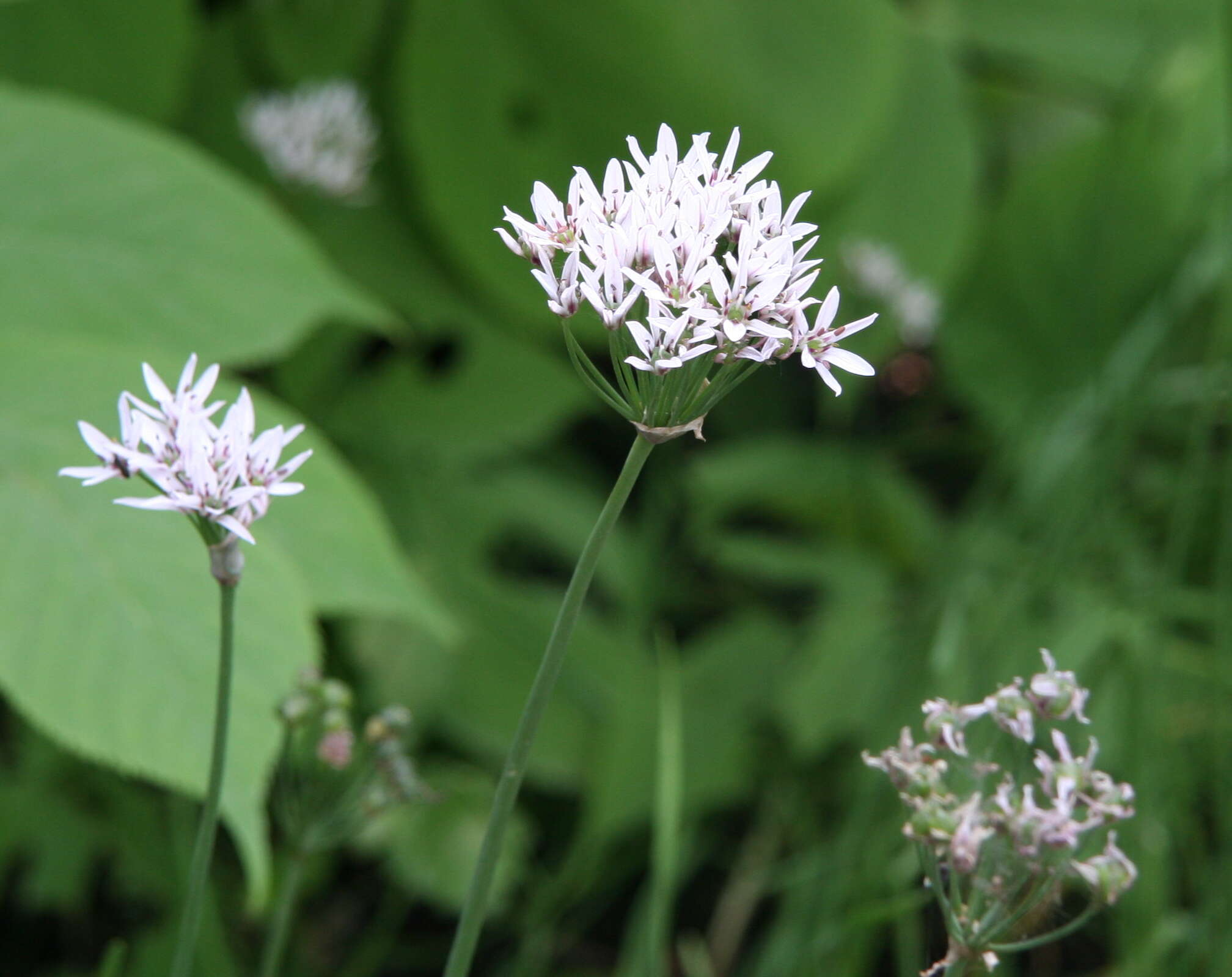 Image of Allium ramosun