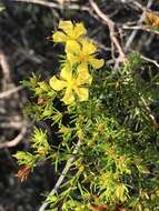 Image de Hypericum fasciculatum Lam.