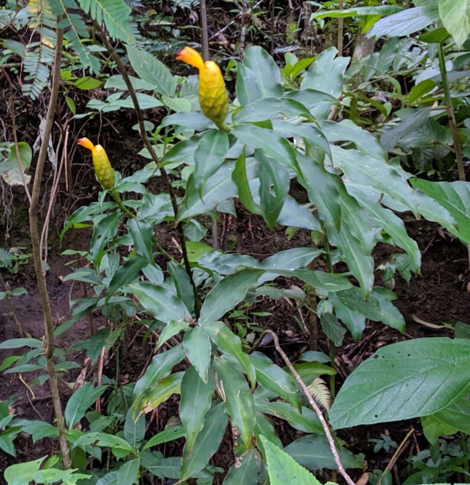 Image of Costus wilsonii Maas