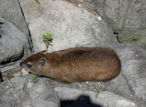 Image of Rock Hyrax