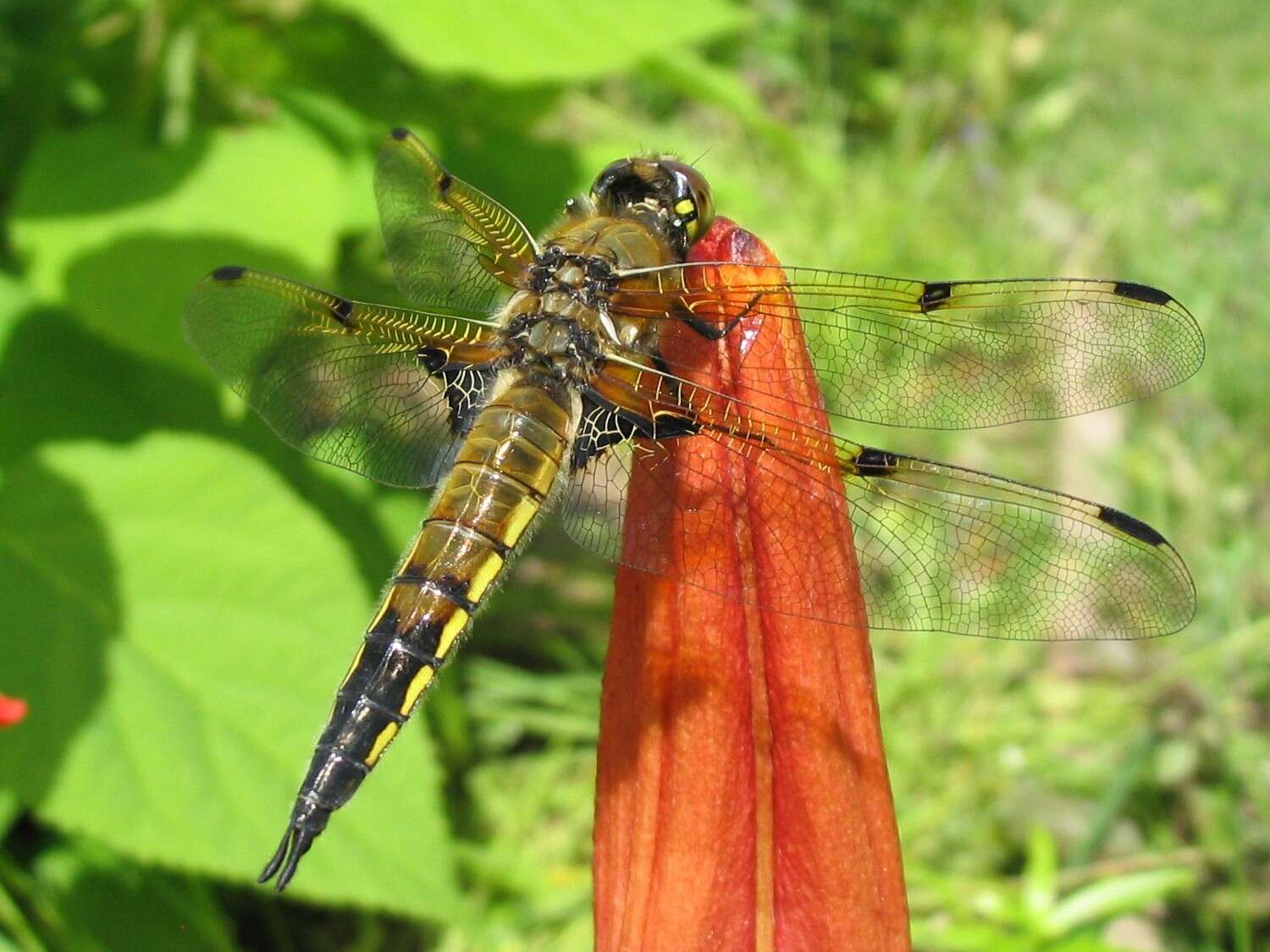 Image of Four-spotted Chaser