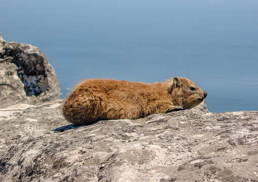 Image of Rock Hyrax