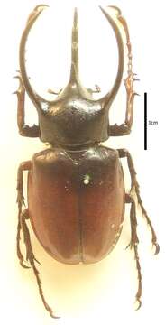 Image of Atlas beetle