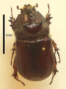 Image of European rhinoceros beetle