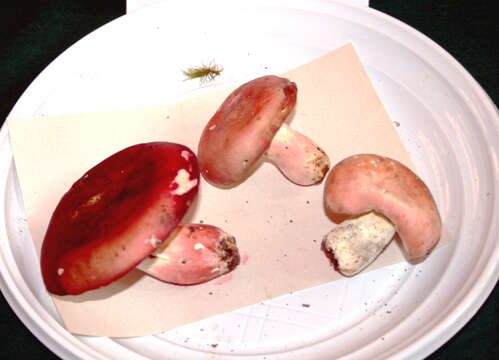 Image of Rosy Russula