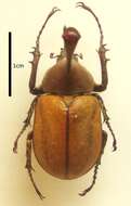 Sivun Golofa claviger (Linnaeus 1771) kuva