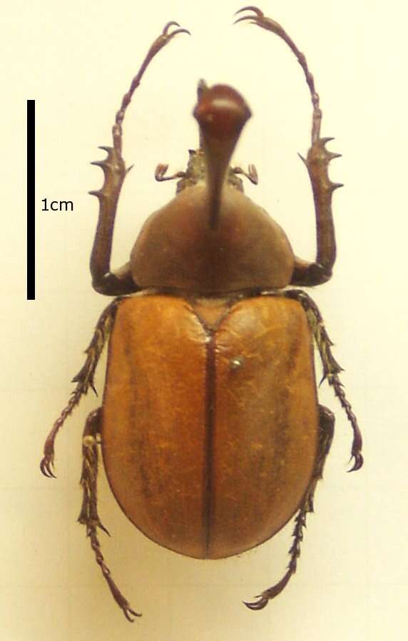 Image of Golofa claviger (Linnaeus 1771)