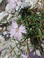 Sivun Dianthus sternbergii Sibth. kuva