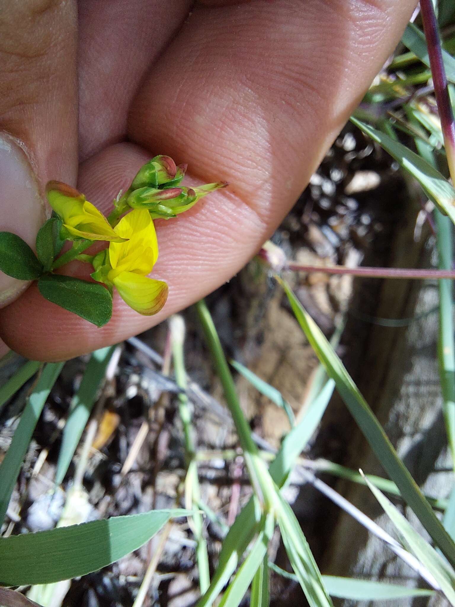 Image of Lotononis listii Polhill