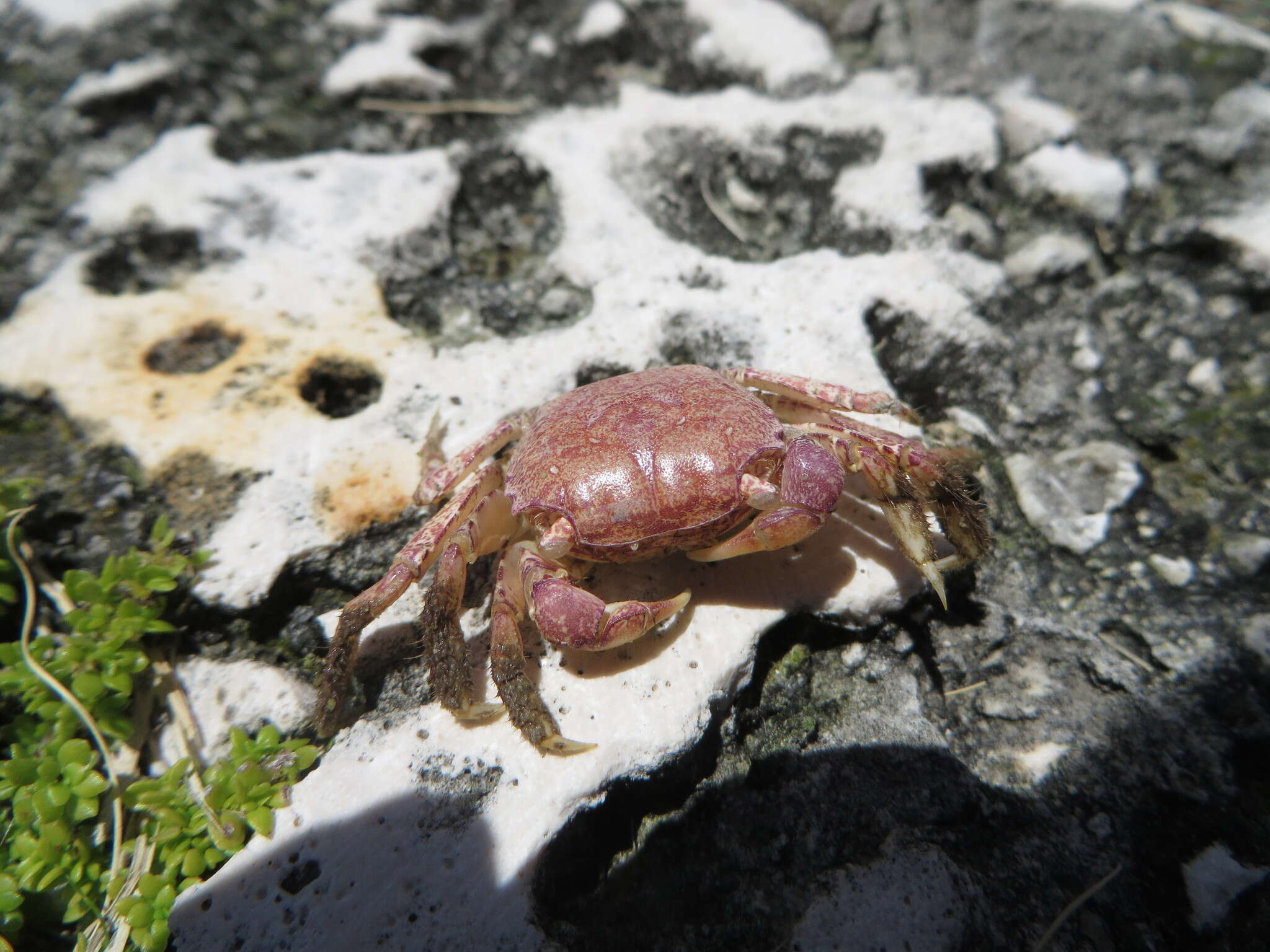 Image of mangrove marsh crab