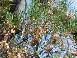 Image de Dodonaea viscosa subsp. angustissima (DC.) J. West