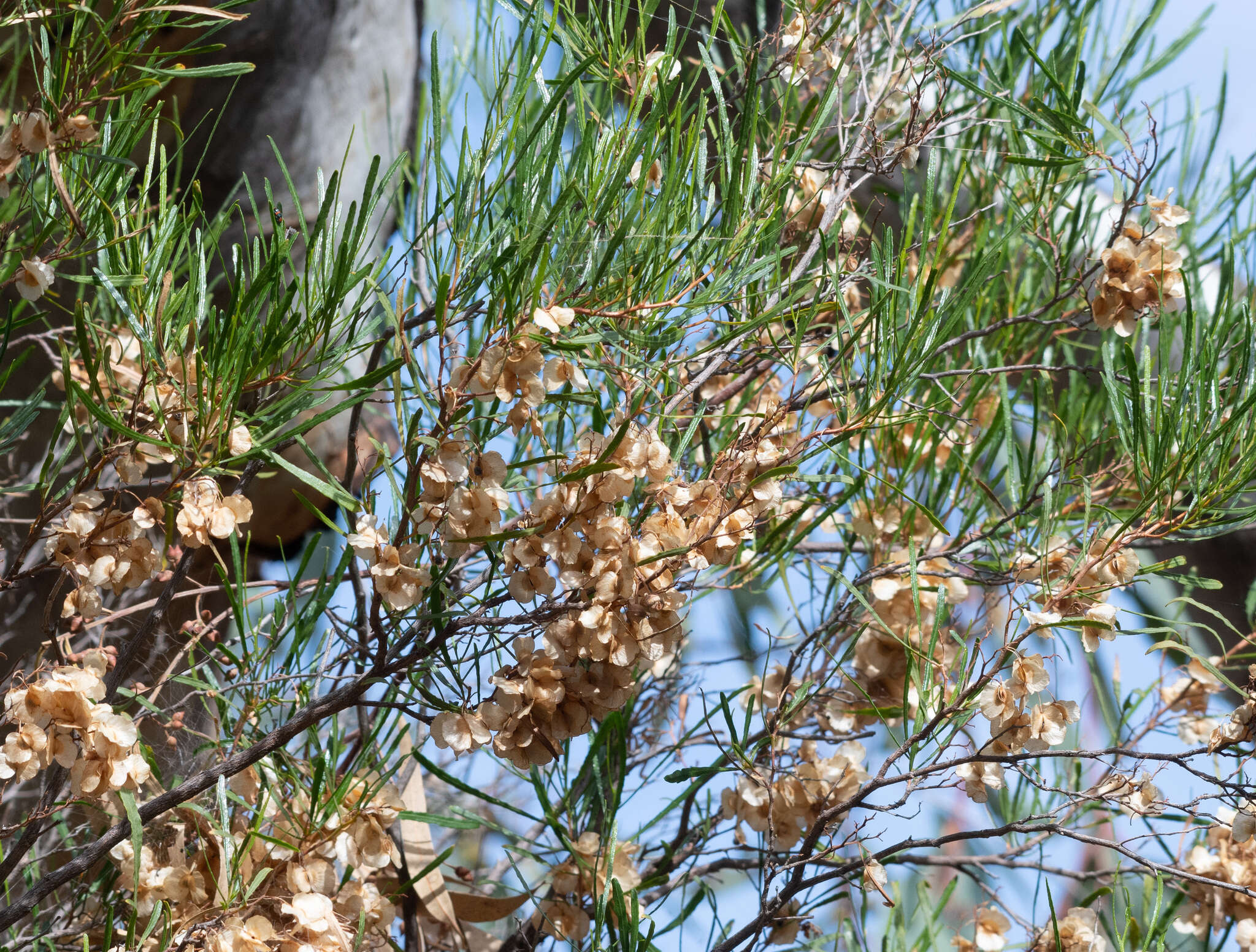 Image of narrow-leaf hopbush