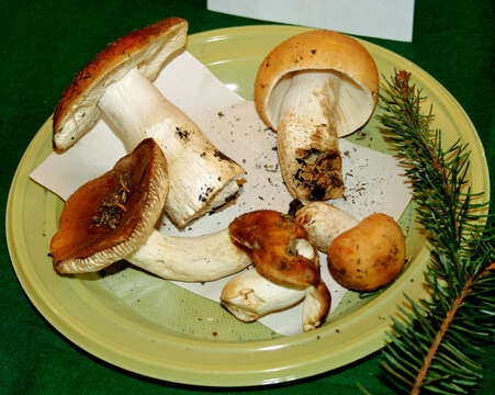 Image of Russula mustelina Fr. 1838