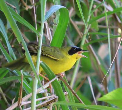 Geothlypis aequinoctialis (Gmelin & JF 1789) resmi