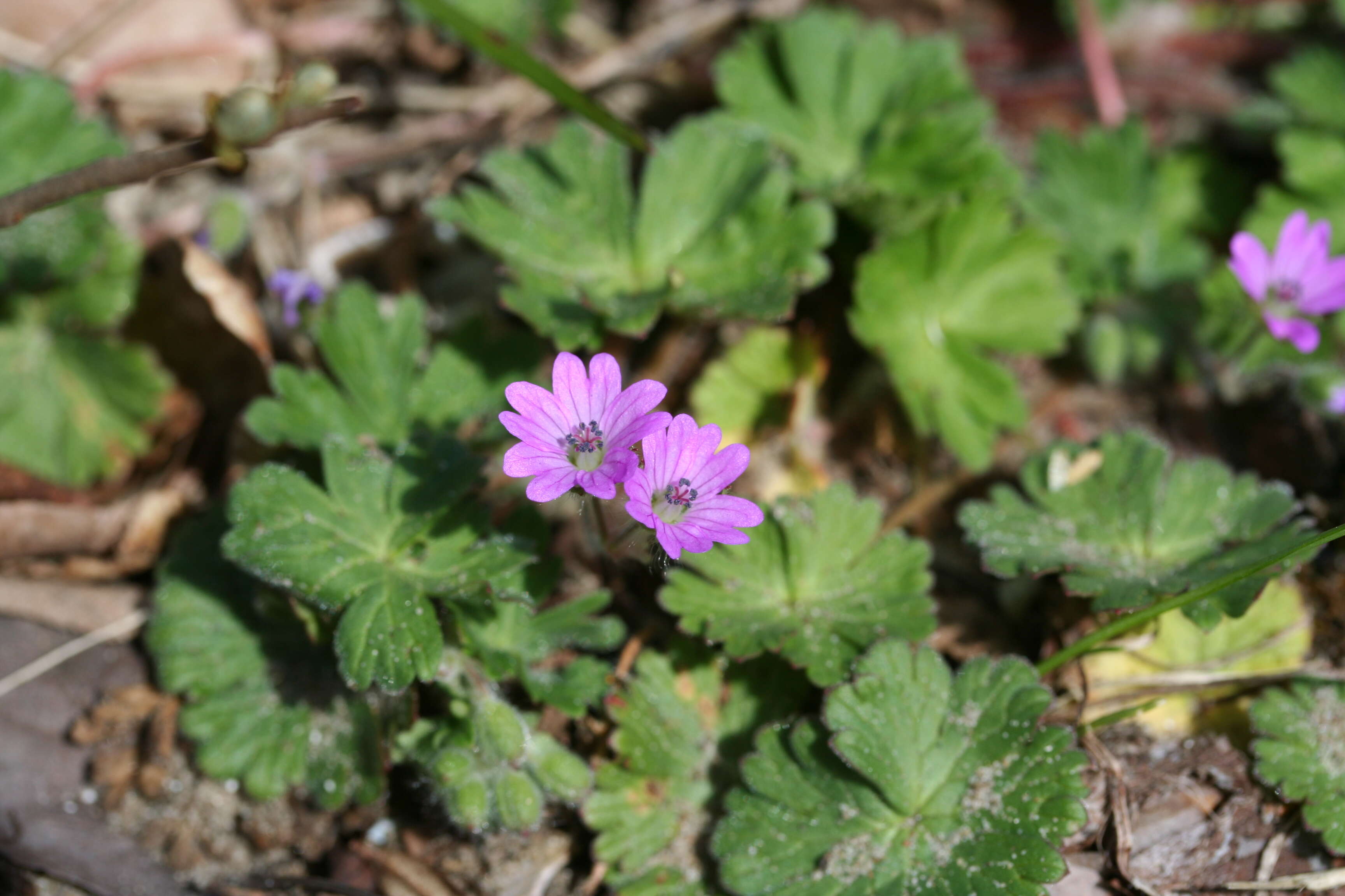 Imagem de Geranium molle L.