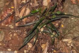 Image of Aloe anivoranoensis (Rauh & Hebding) L. E. Newton & G. D. Rowley