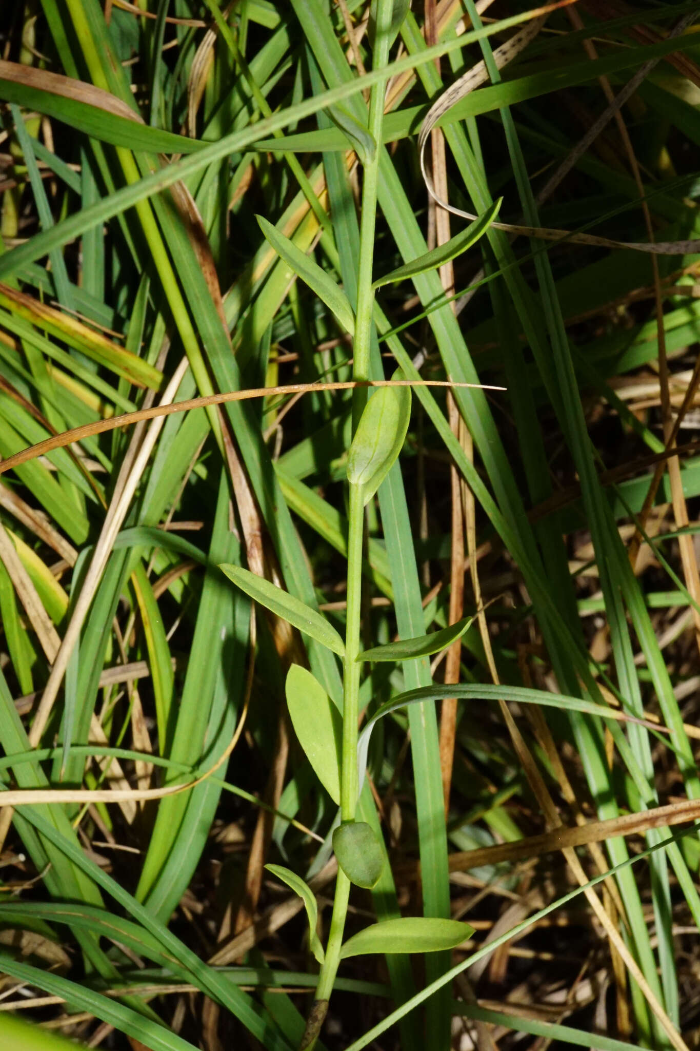 Image of Linum maritimum L.