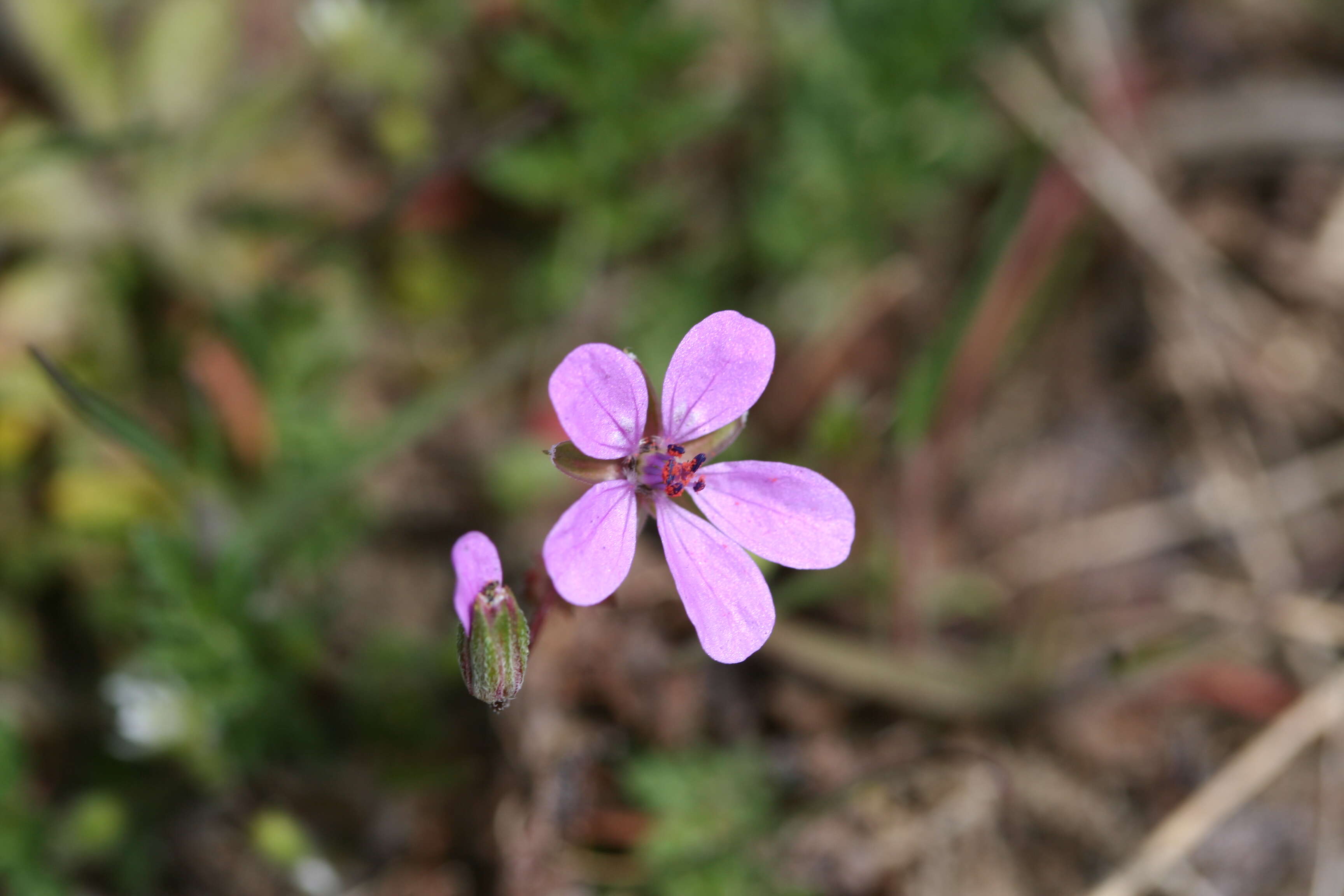 Image of Common Stork's-bill