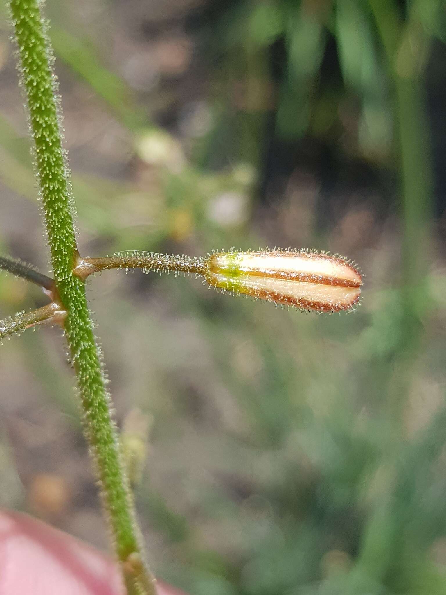 Слика од Trachyandra erythrorrhiza (Conrath) Oberm.