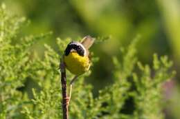 Geothlypis trichas (Linnaeus 1766) resmi