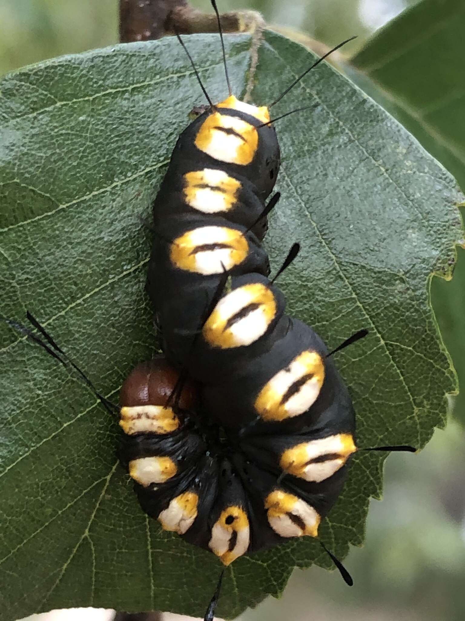 Слика од Acronicta funeralis Grote & Robinson 1866