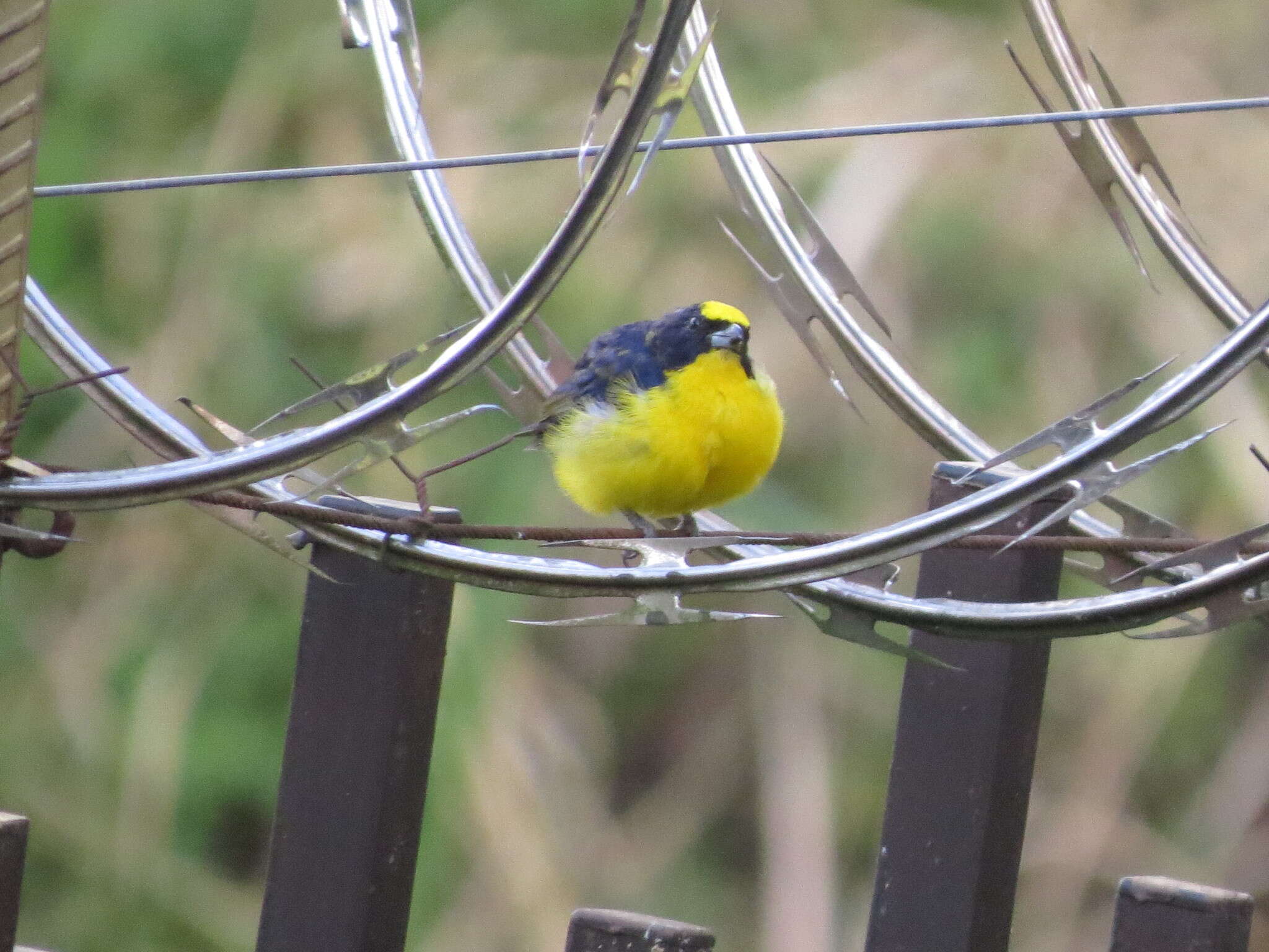 Image of Euphonia laniirostris crassirostris Sclater & PL 1857