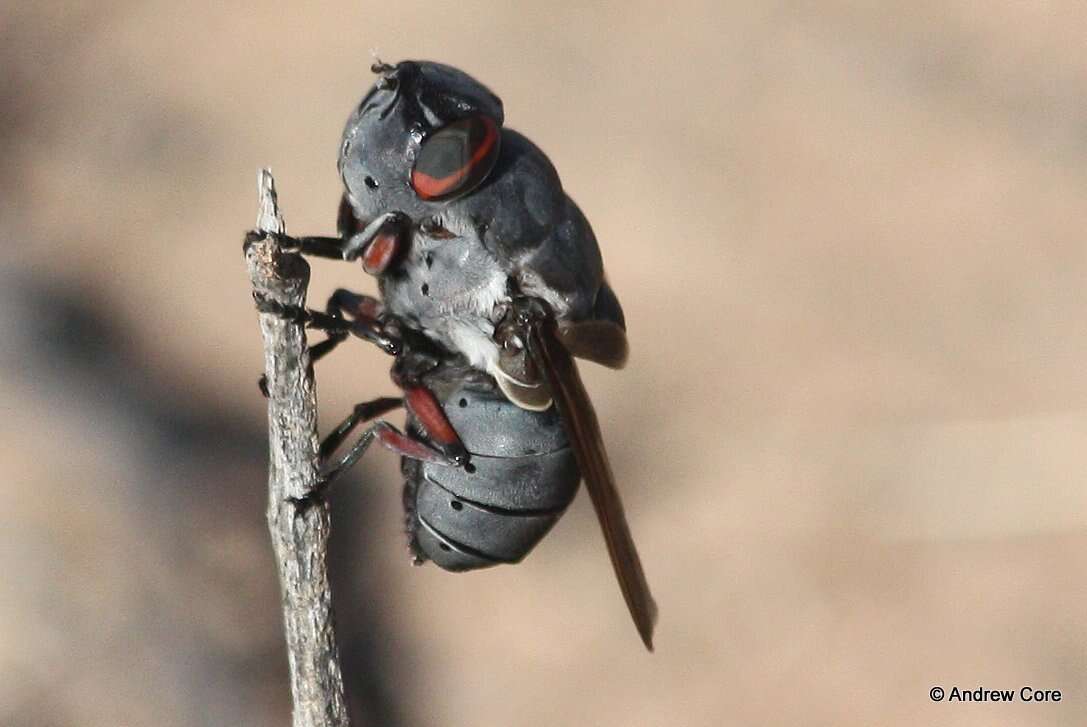 Cuterebra ruficrus (Austen 1933) resmi