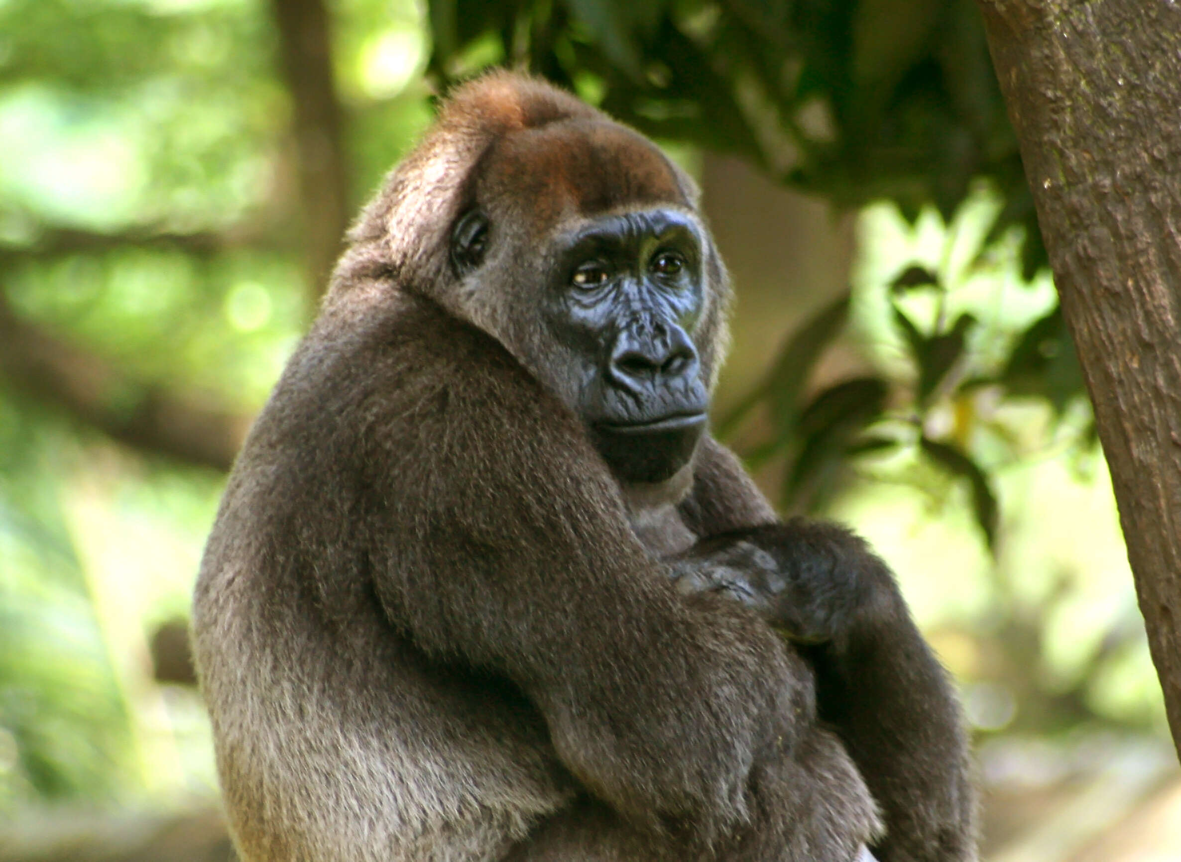 Image of Cross River Gorilla