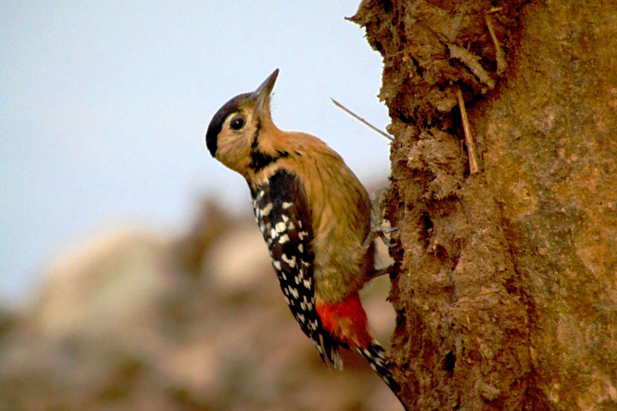 Image of Fulvous-breasted Woodpecker