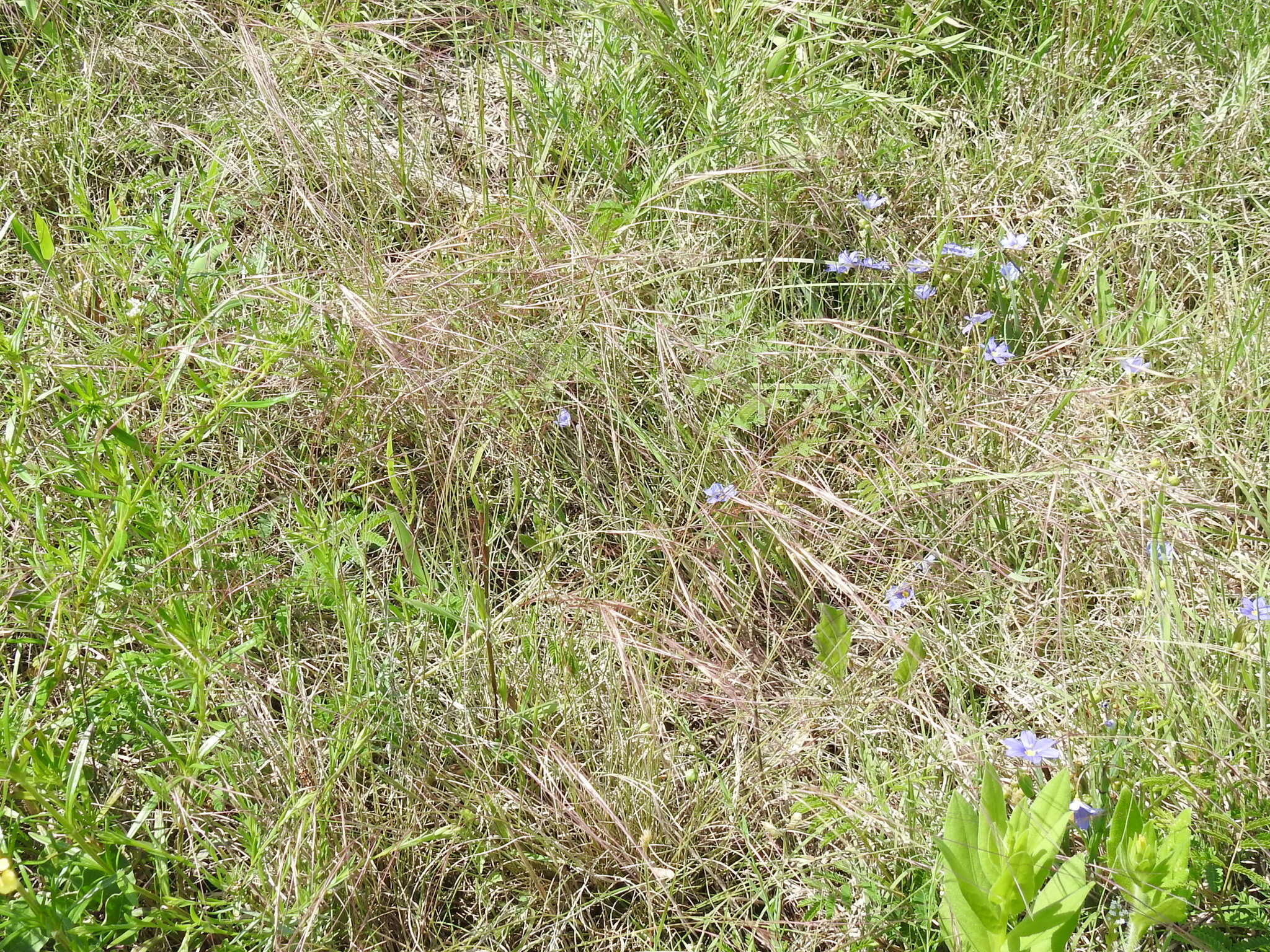 Aristida purpurea Nutt.的圖片