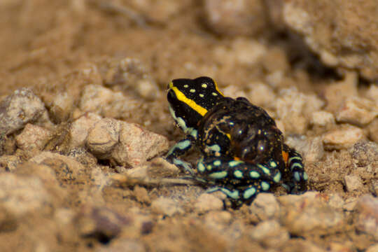 Image of Lutz's Poison Frog