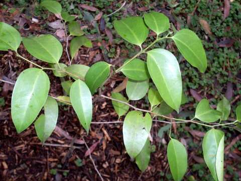 Imagem de Celtis paniculata (Endl.) Planchon