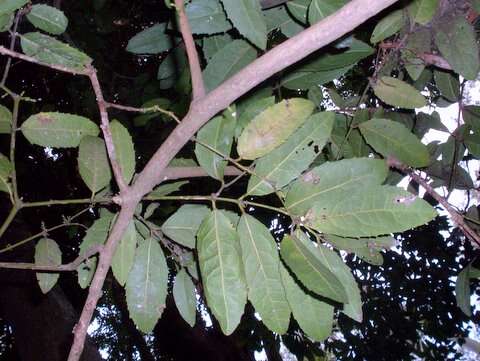 Image of Symplocos cochinchinensis subsp. thwaitesii (F. Muell.) Nooteb.