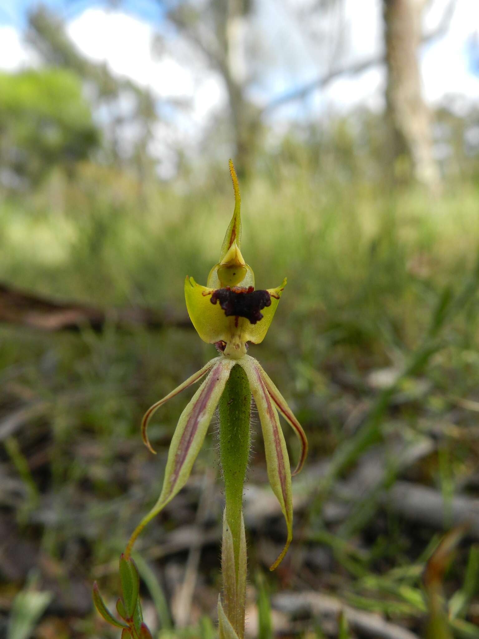 Image of Bow-lip spider orchid