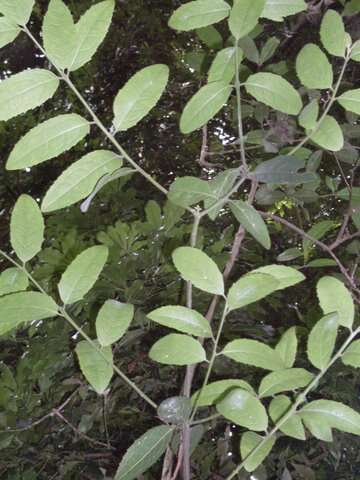 Image of Symplocos cochinchinensis subsp. thwaitesii (F. Muell.) Nooteb.