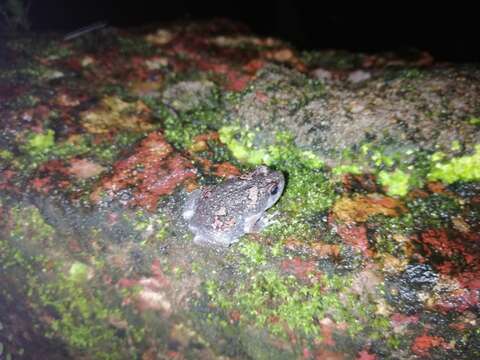 Image of Sri Lankan Bullfrog