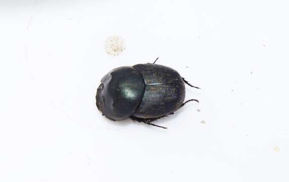 Image de Onthophagus taurus (Schreber 1759)