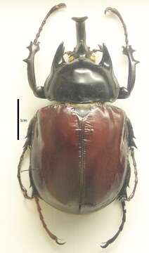 Megasoma actaeon (Linnaeus 1758) resmi