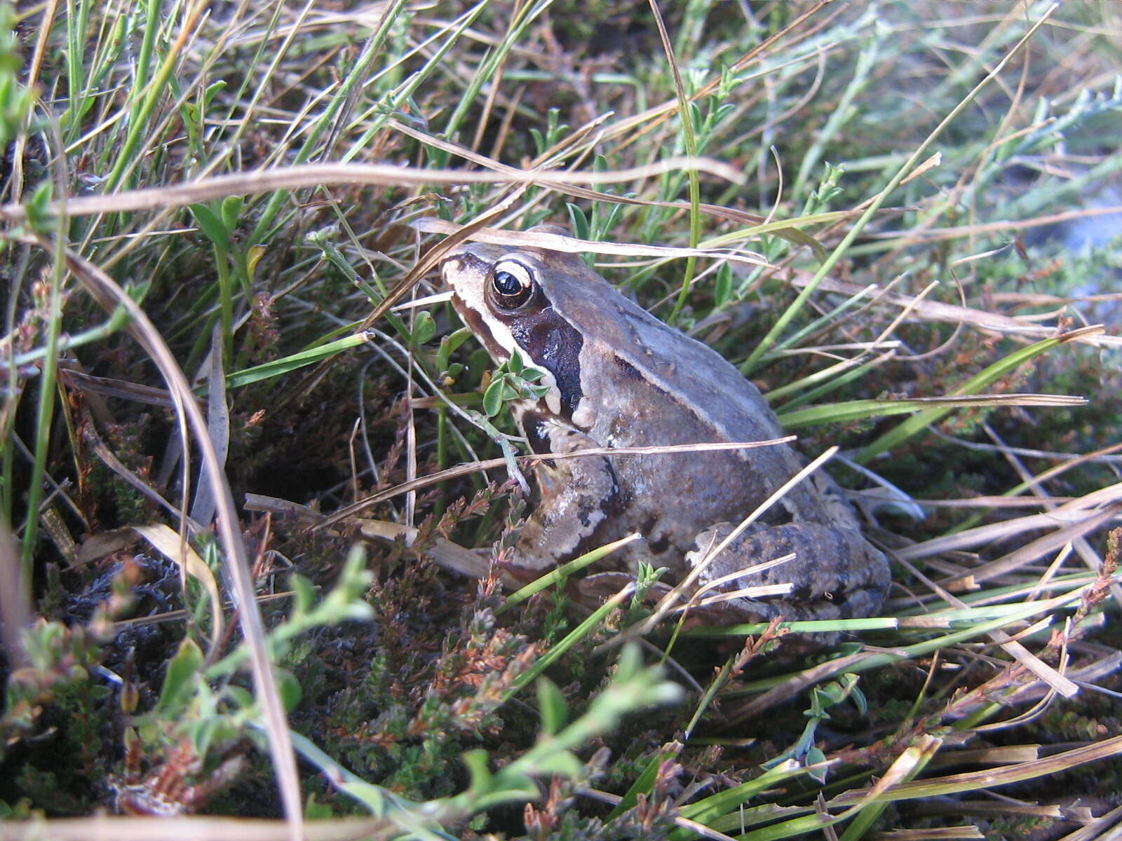 Image of Altai Brown Frog (Altai Mountains Populations)