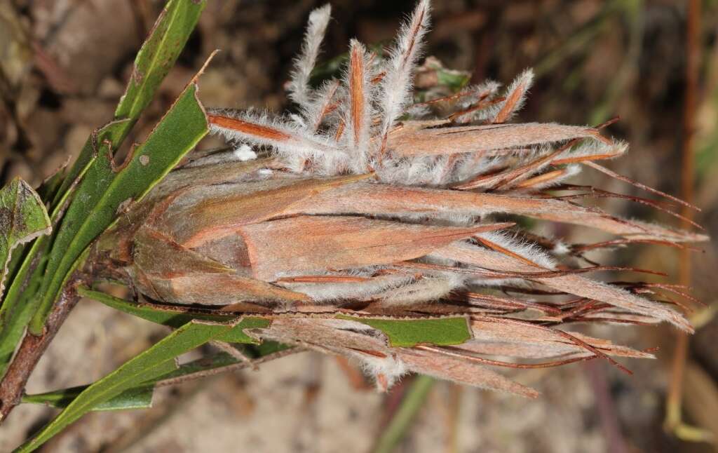 Image of Protea poggei subsp. haemantha (Engl. & Gilg) Chisumpa & Brummitt