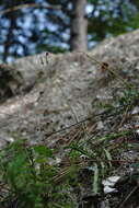 Image de Crepis purpurea (Willd.) M. Bieb.