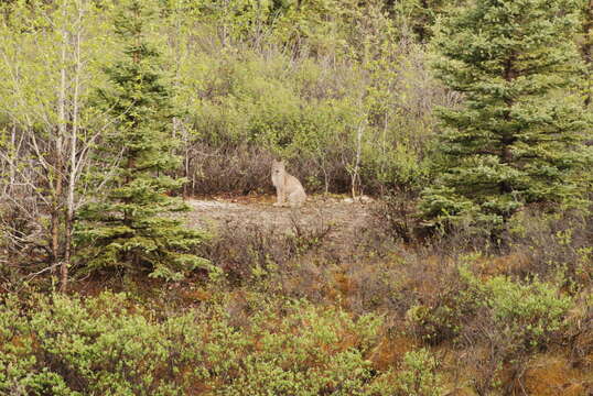 Image of American lynx