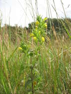 Image of Yellow Glandweed