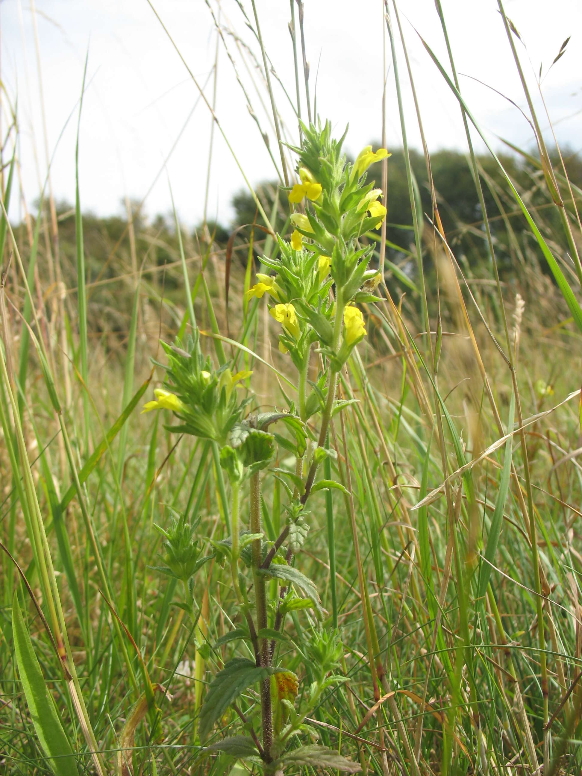 Image of Yellow Glandweed