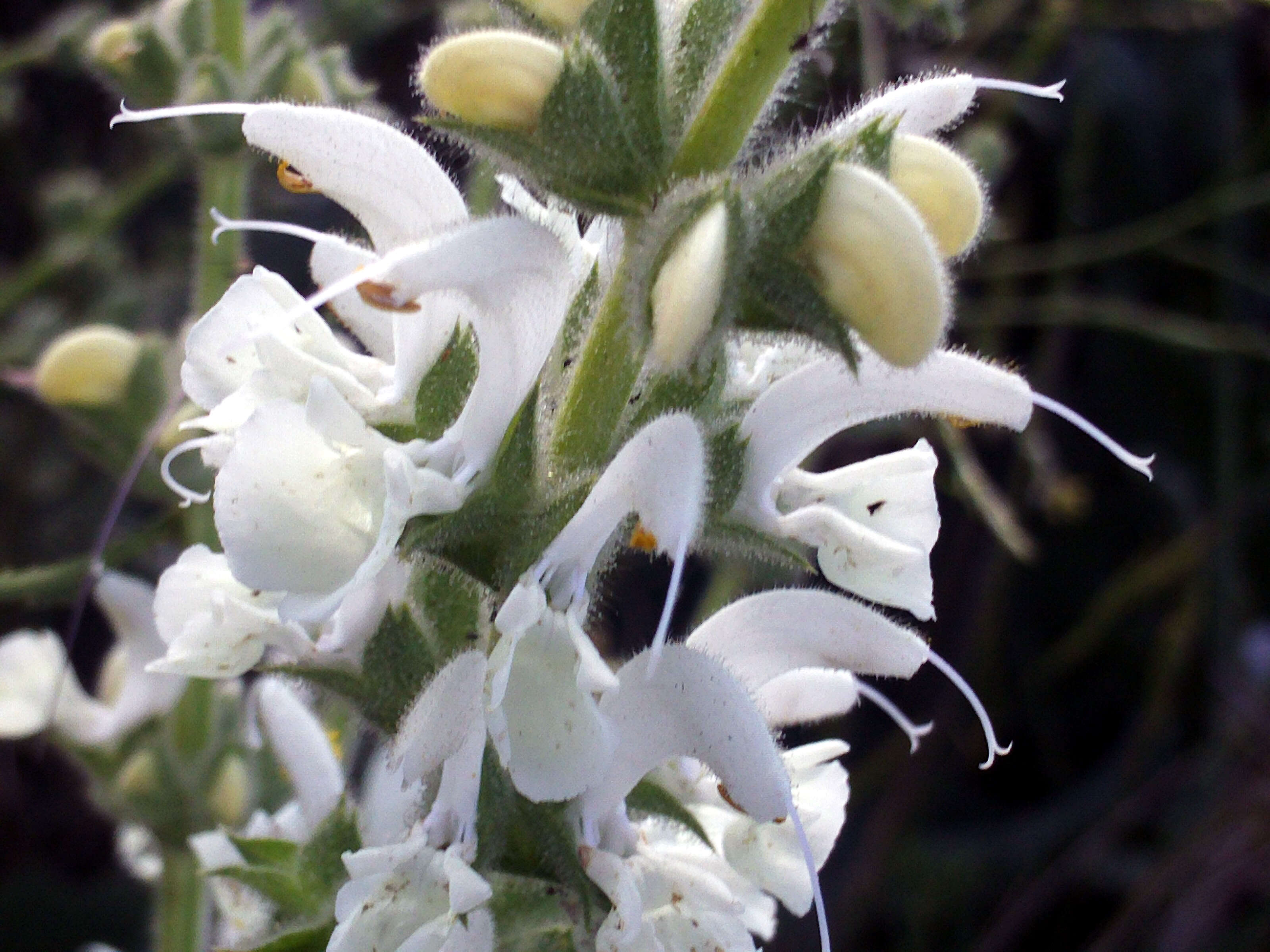 Image of silver sage