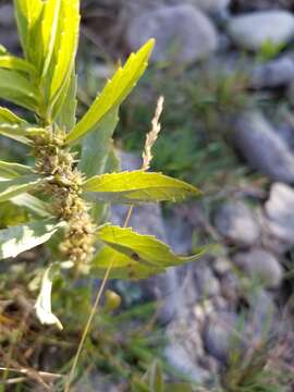 Image of rough bugleweed